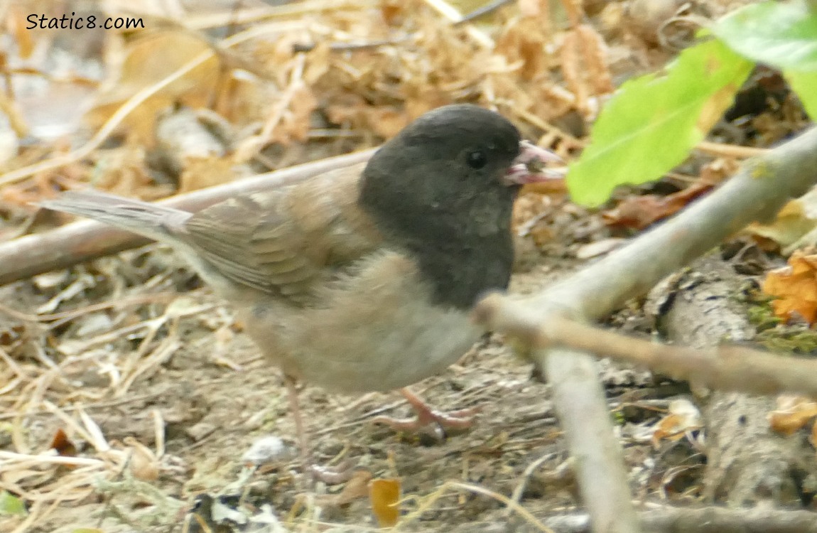 Oregon Junco standing on the ground