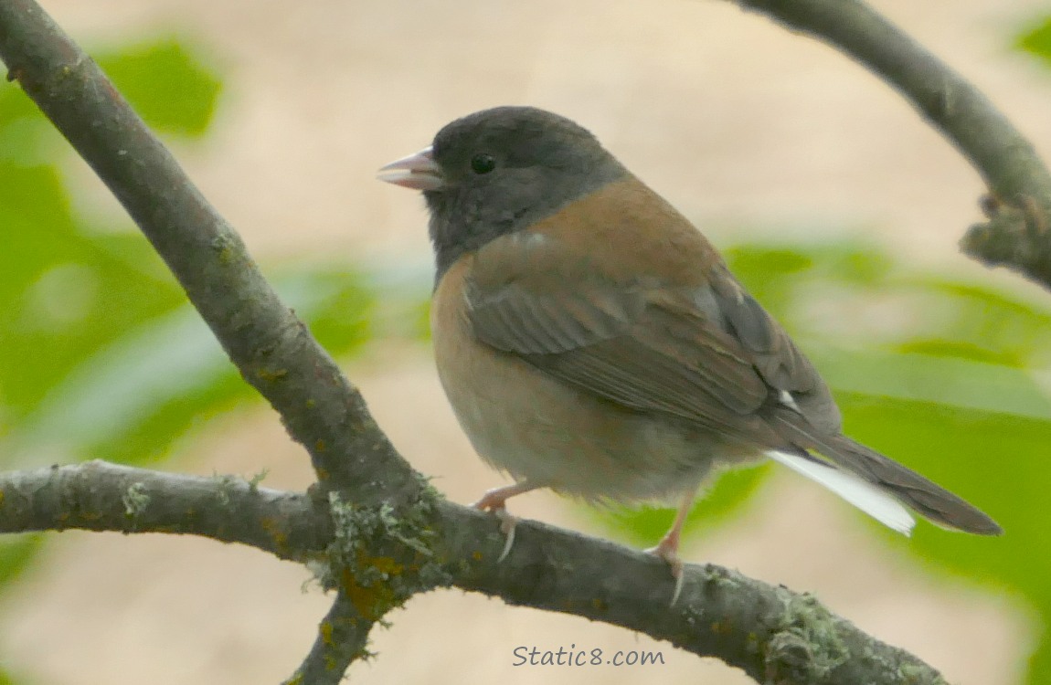 Oregon Junco standing on the ground