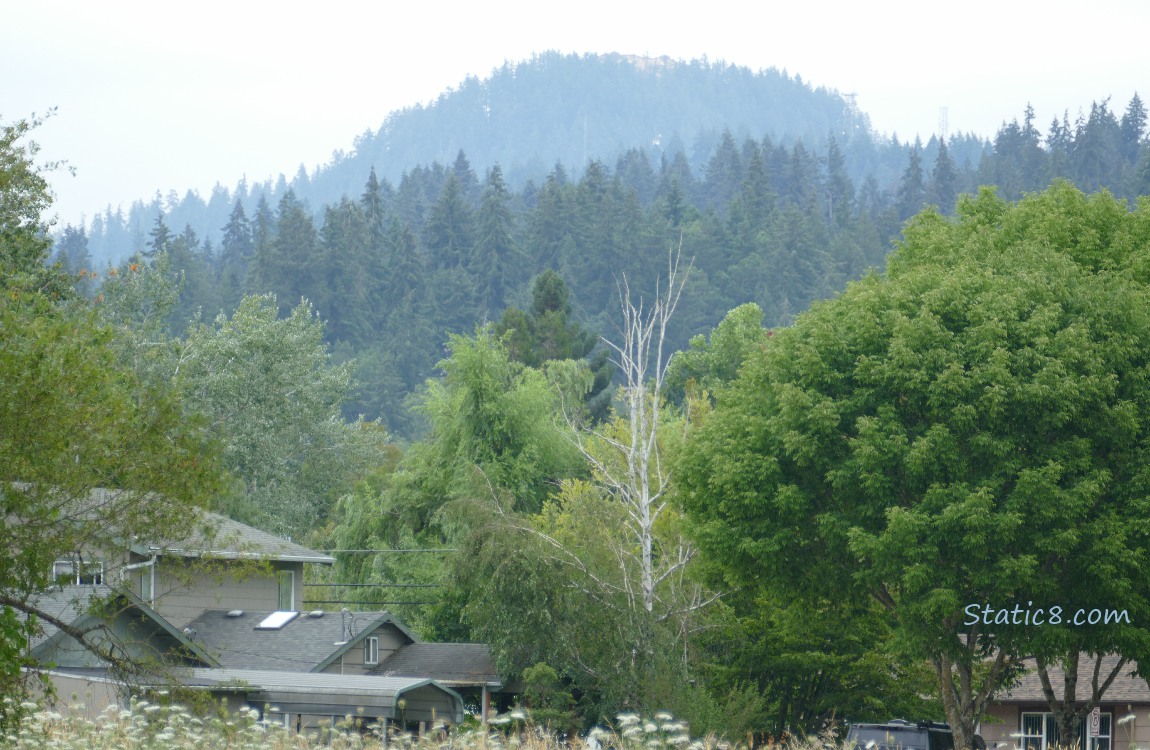 Trees on the hill in the distance