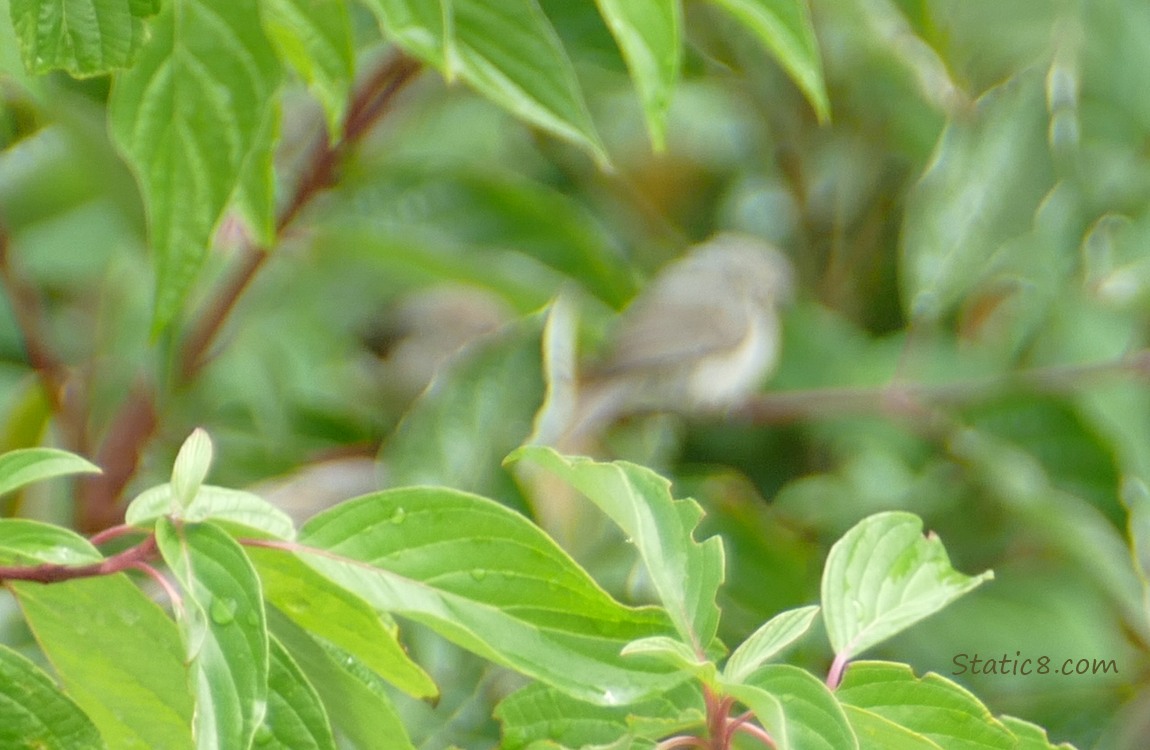 Blurry bird standing in a bush