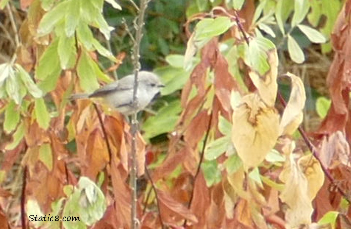 Bushtit standing on a leafy stalk