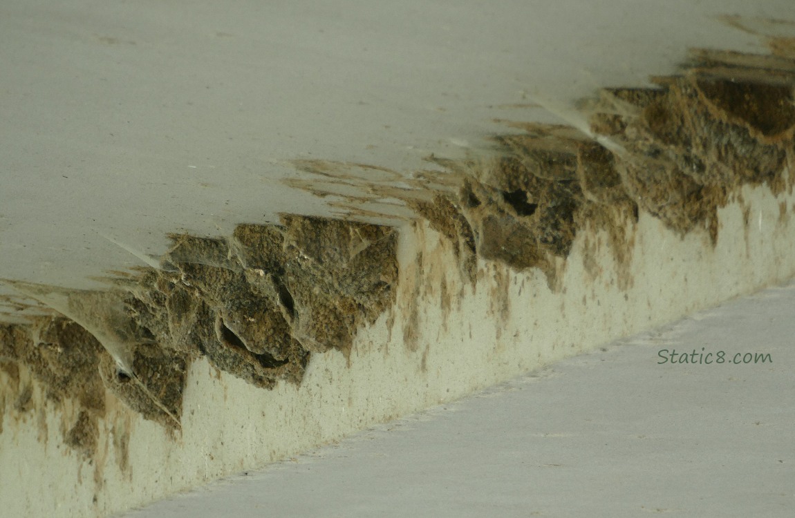 Cliff Swallow nests with cobwebs