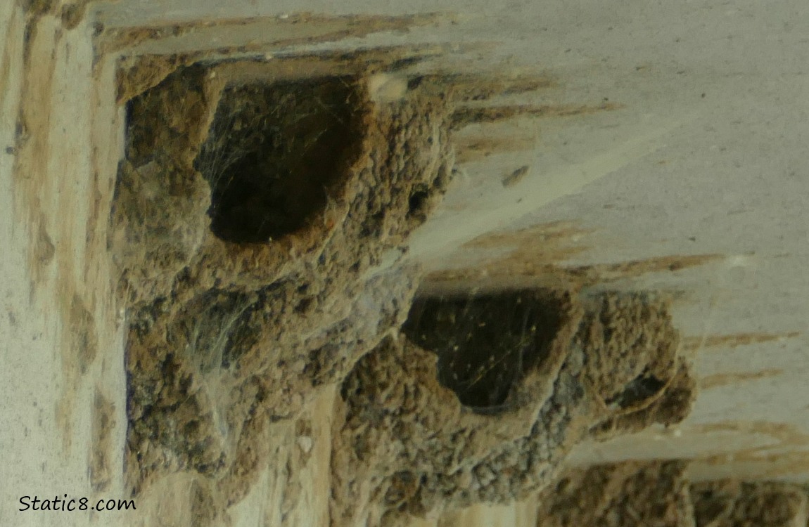 Cliff Swallow nests with cobwebs