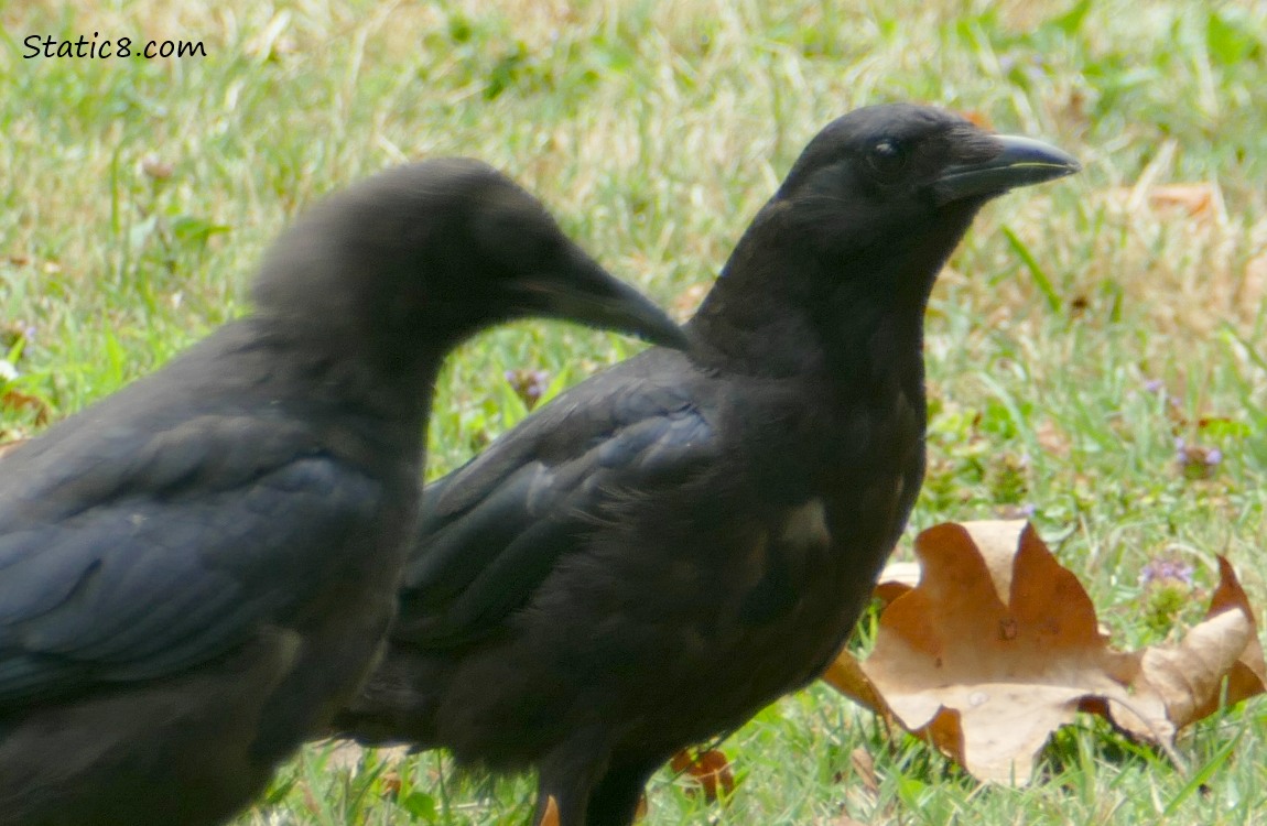 two crows walking in the grass