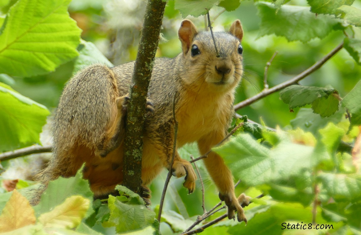 Squirrel looking down from a tree