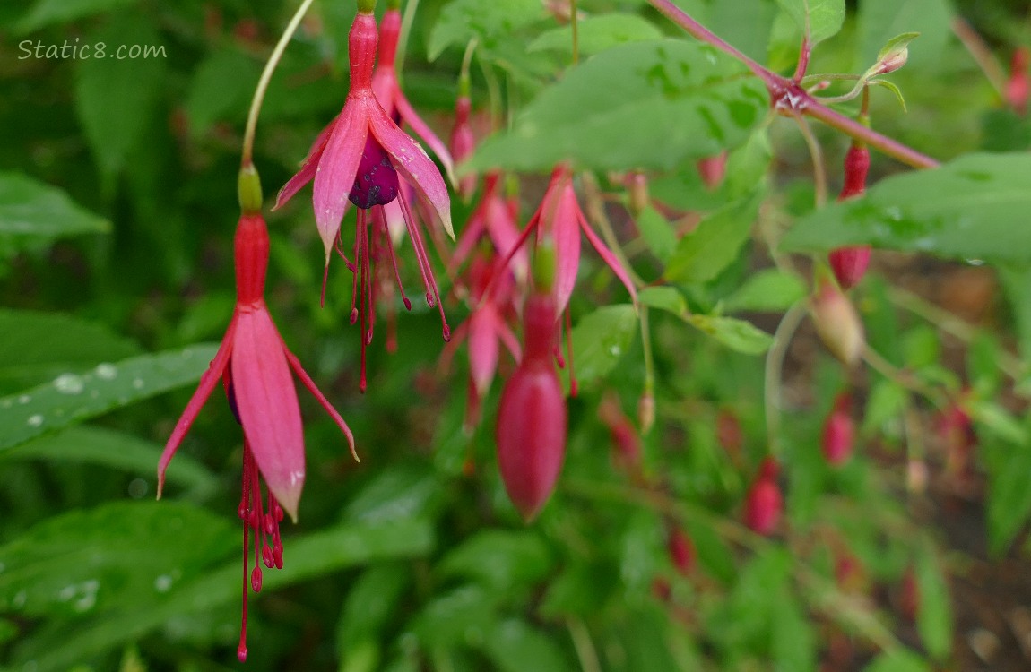 Bright red Fuschia blooms