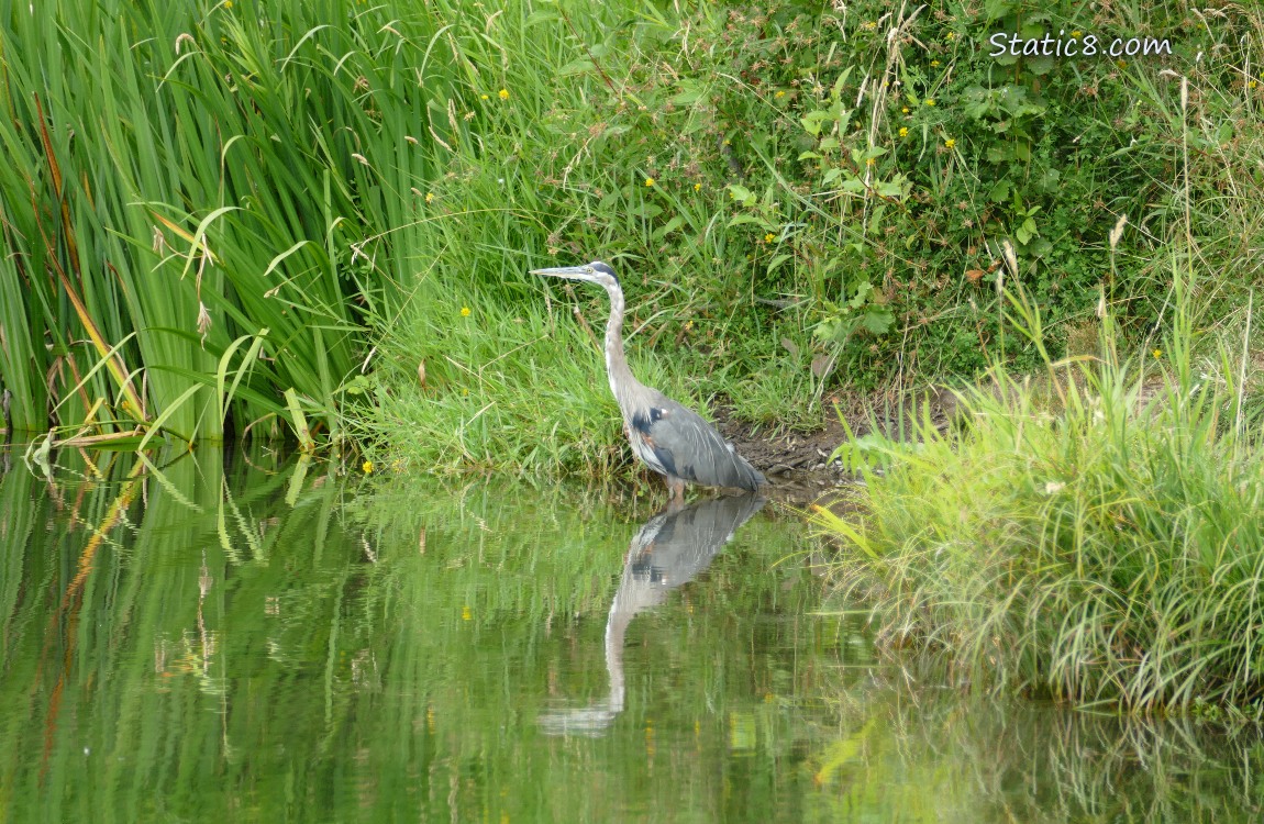 Great Blue Heron standing in the edge of the pond