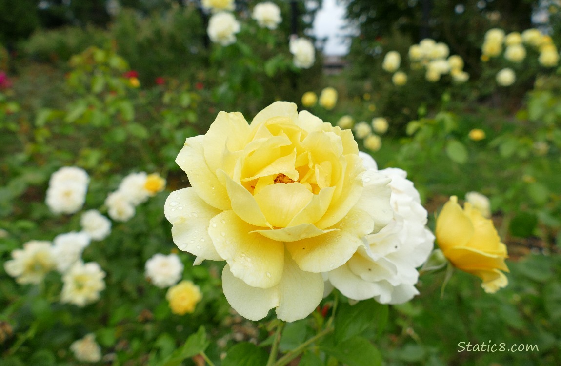 yellow rose blooms