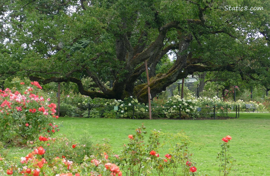 Heritage Cherry Tree, past red roses