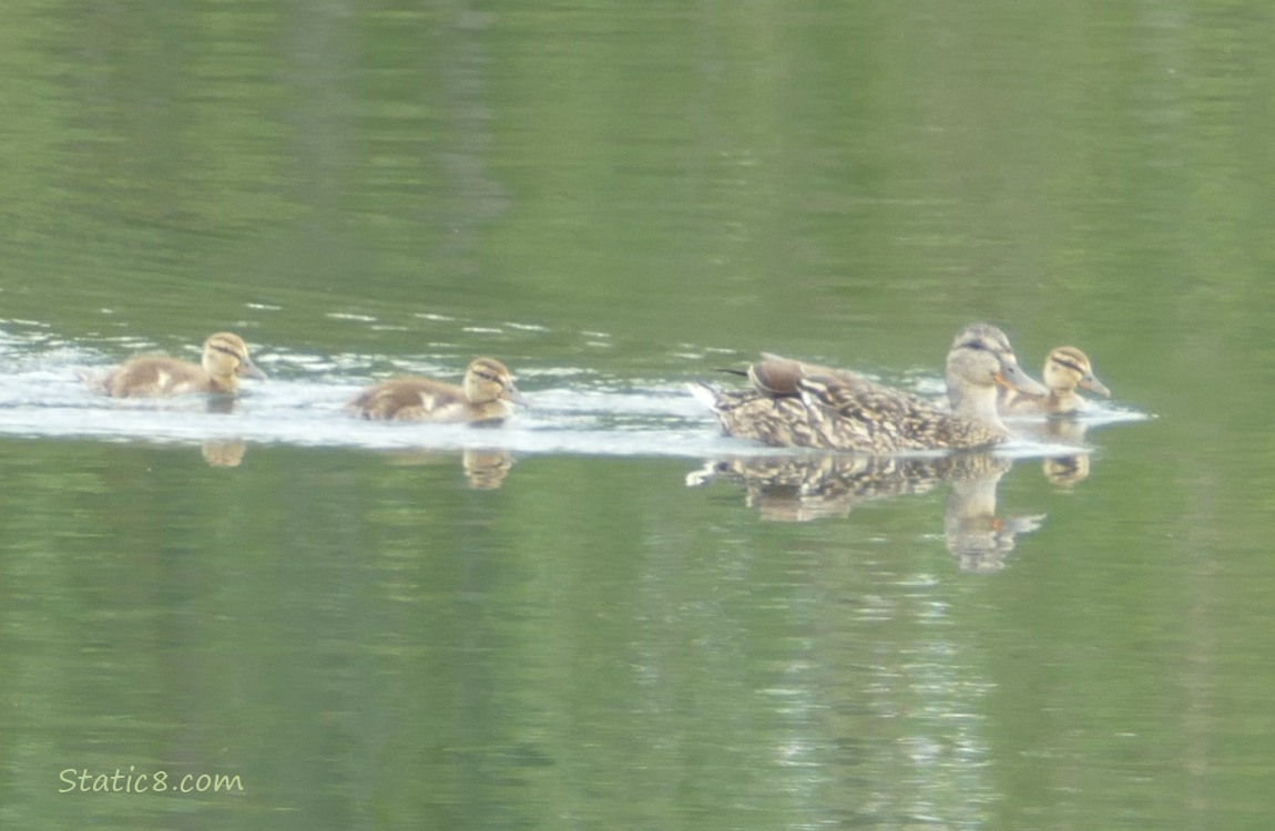 Mama Mallard with three ducklings paddling on the water