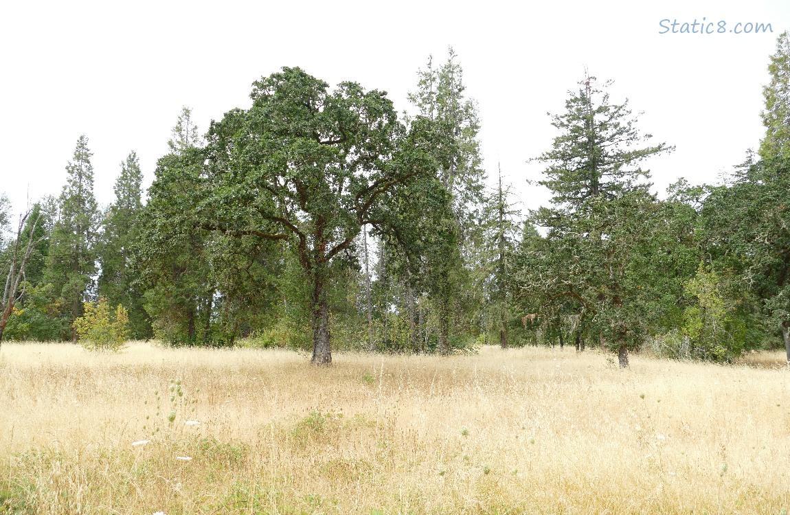 Trees and grass