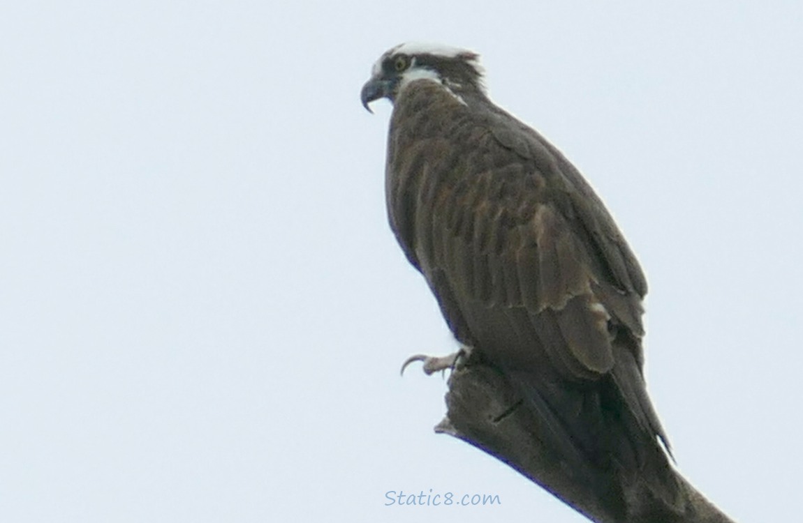 Osprey standing on a bare branch