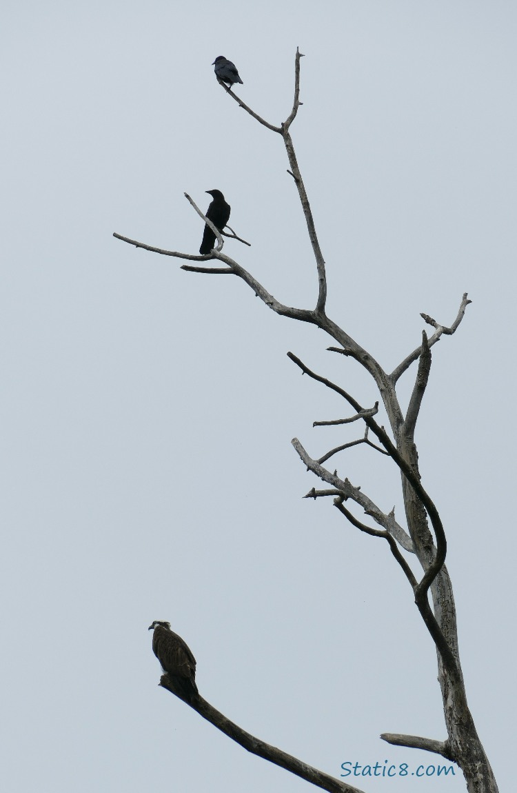 Osprey standing in a bare tree with two crows standing above