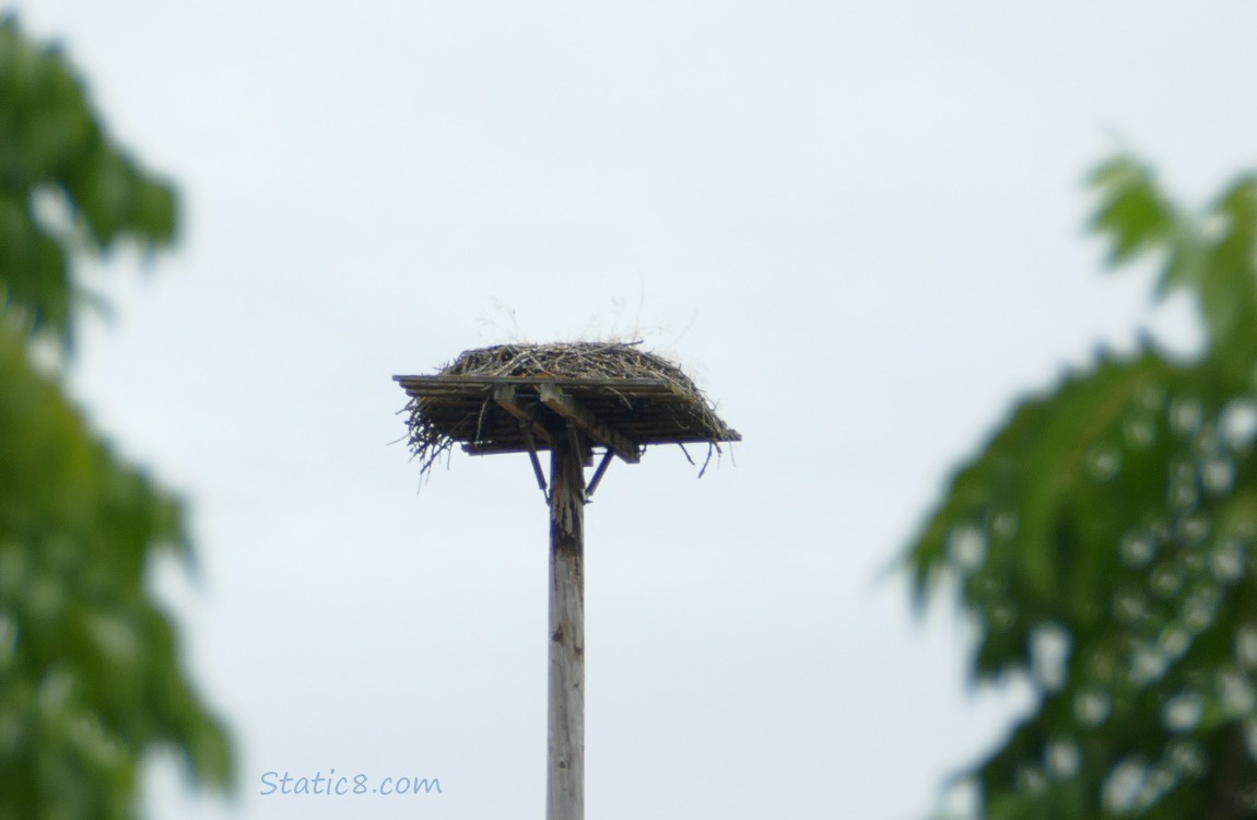 Empty Osprey platform nest