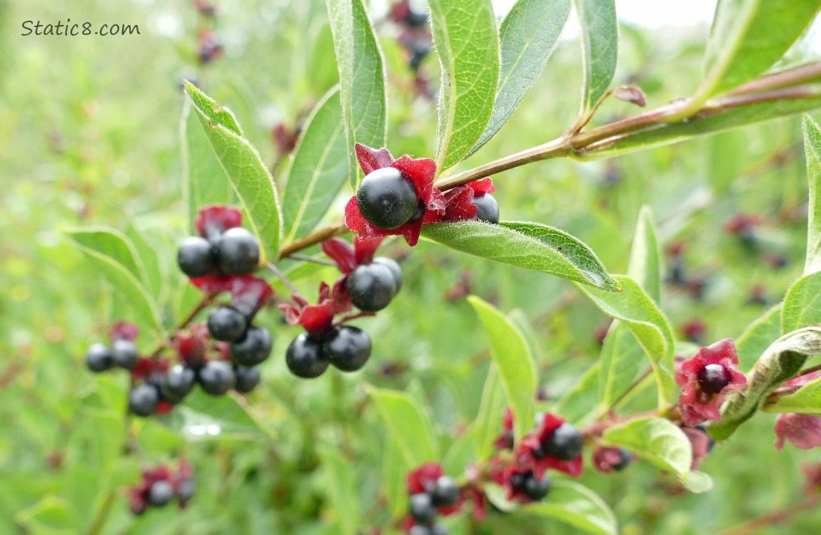 Black coloured berries