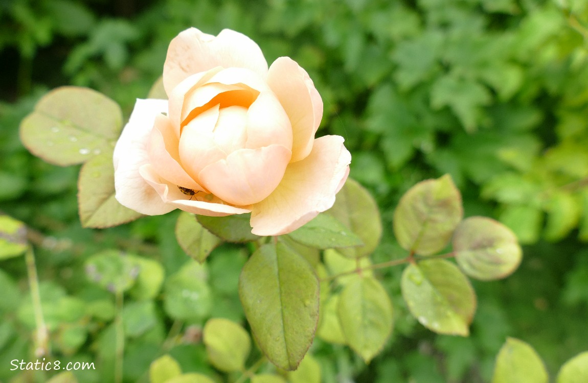 a peach coloured rose blossom