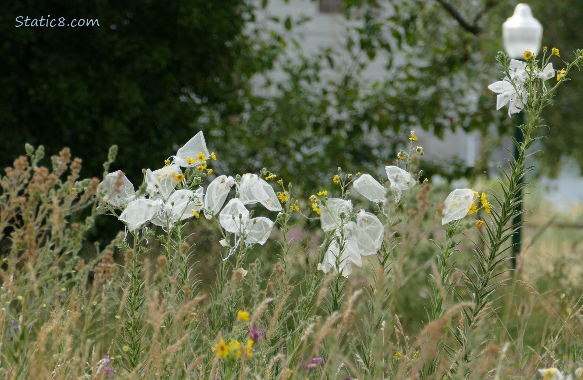 bags around wildflower seed heads