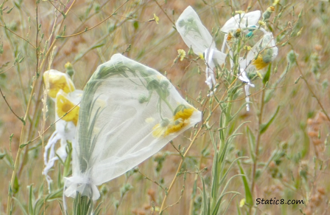 bags around wildflower seed heads