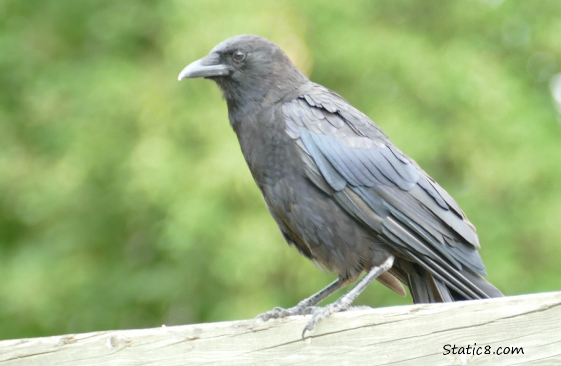 Crow standing on a wood fence