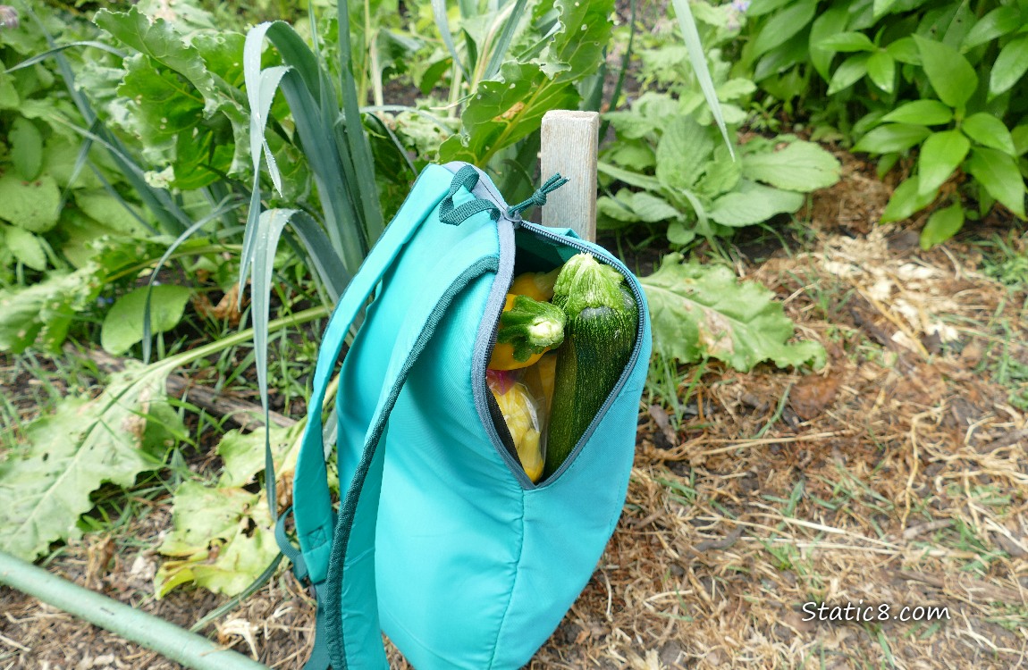 Backpack filled with squash