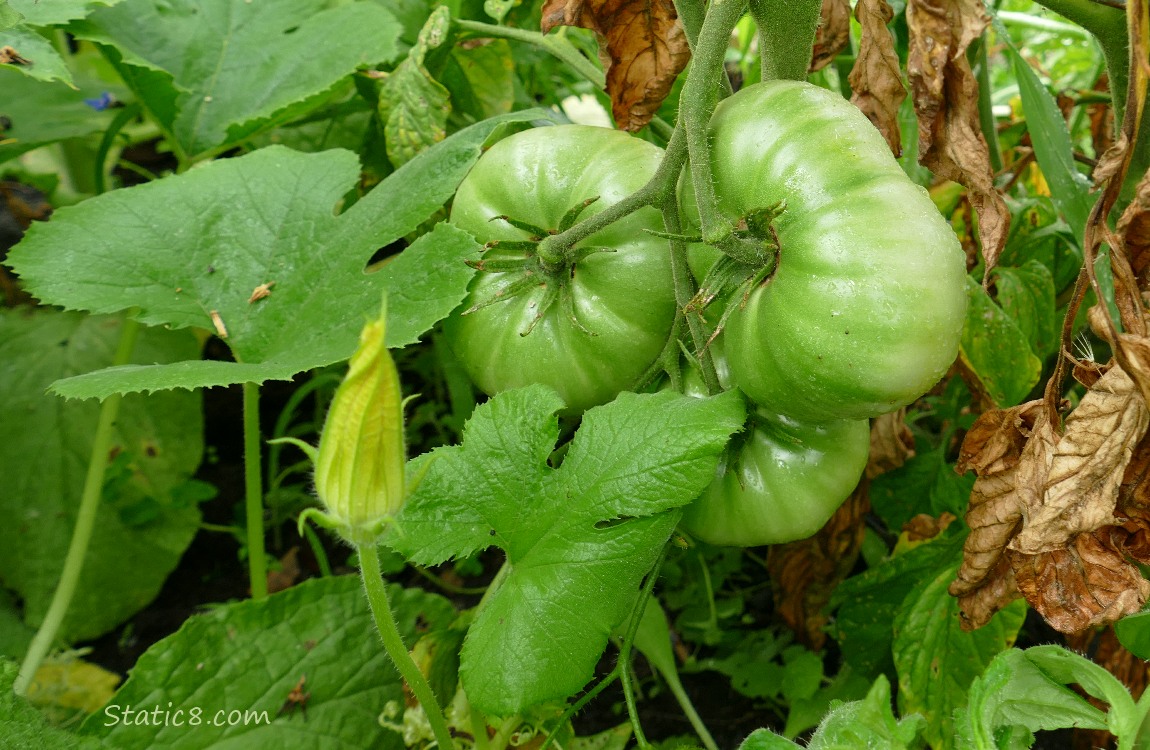 Green tomatoes and a squash bloom