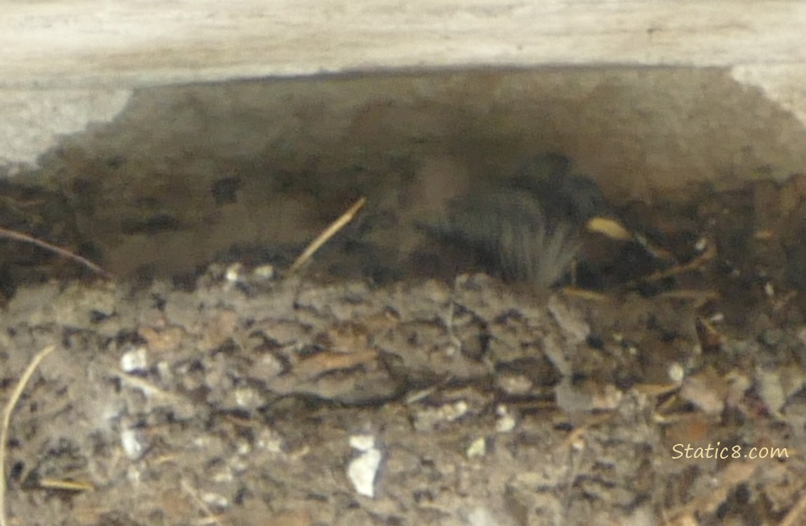 Barn Swallow baby in the nest