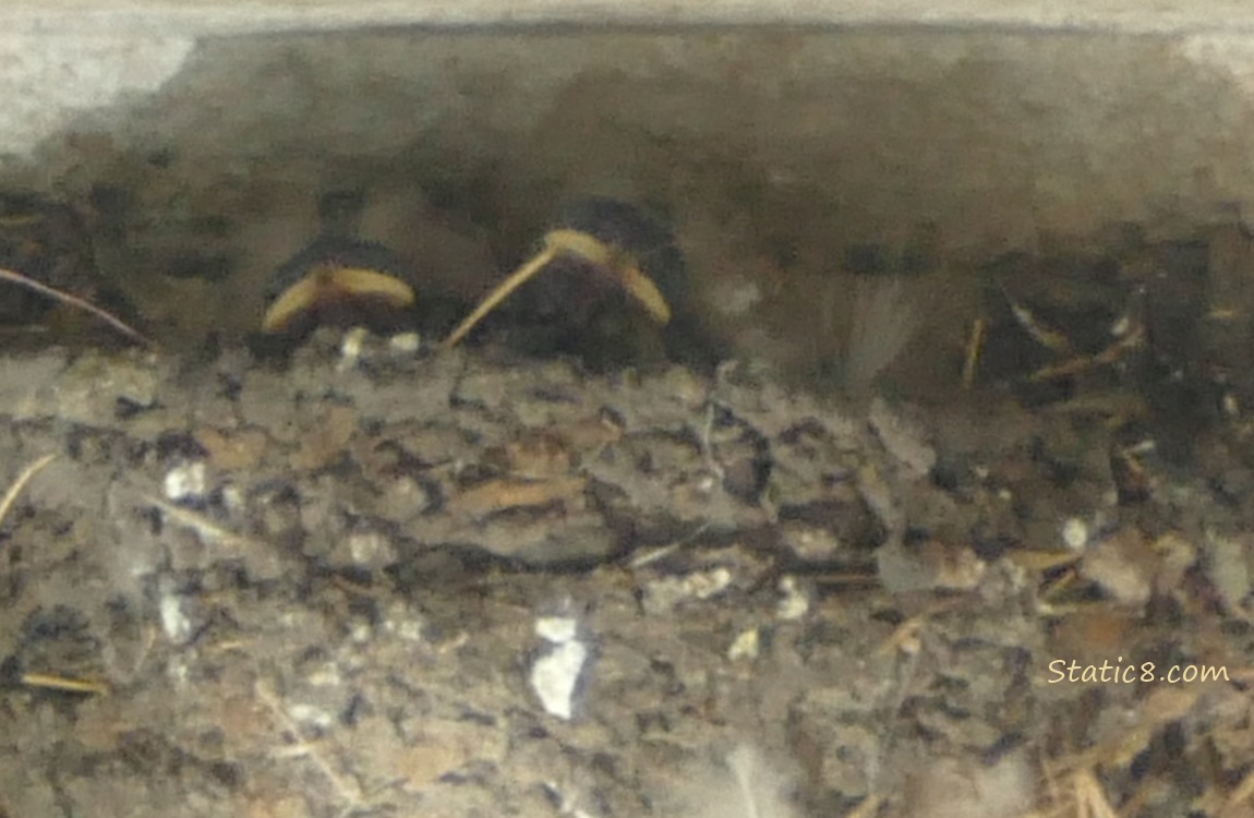 Two Barn Swallow babies in the nest