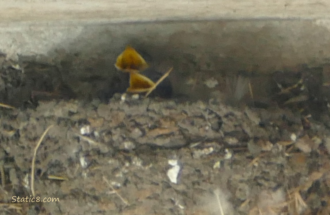 Two Barn Swallow babies in the nest, begging