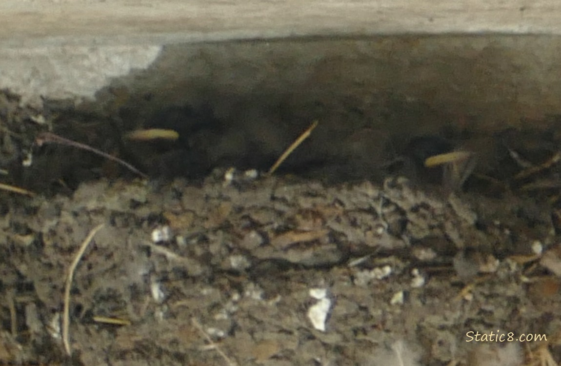 Two Barn Swallow babies in the nest