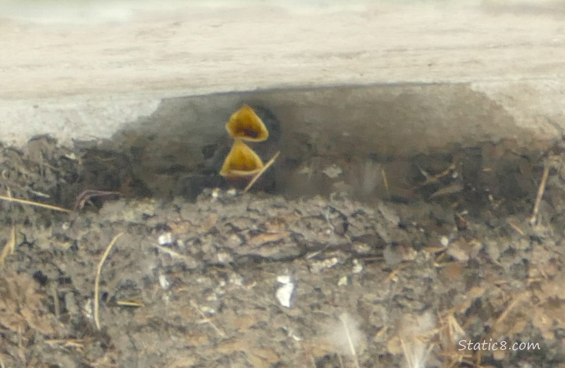 Barn Swallow babies in the nest