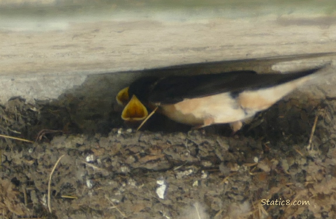 Barn Swallow parent feeding a baby in the nest