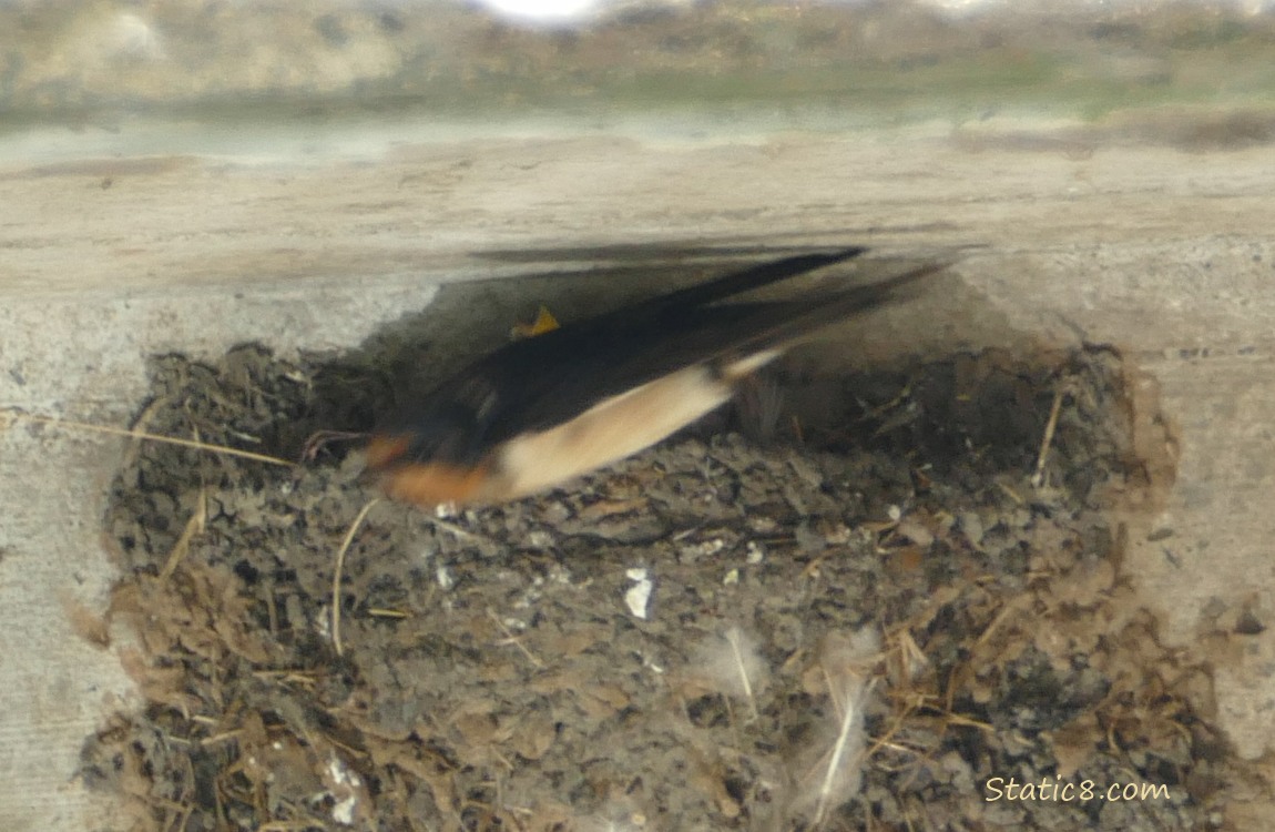 Barn Swallow parent flying away from the nest