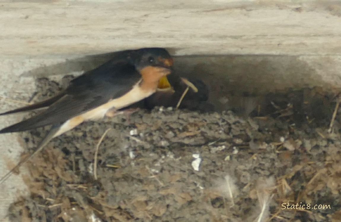 Barn Swallow parent standing at the edge of the nest with two babies in the nest