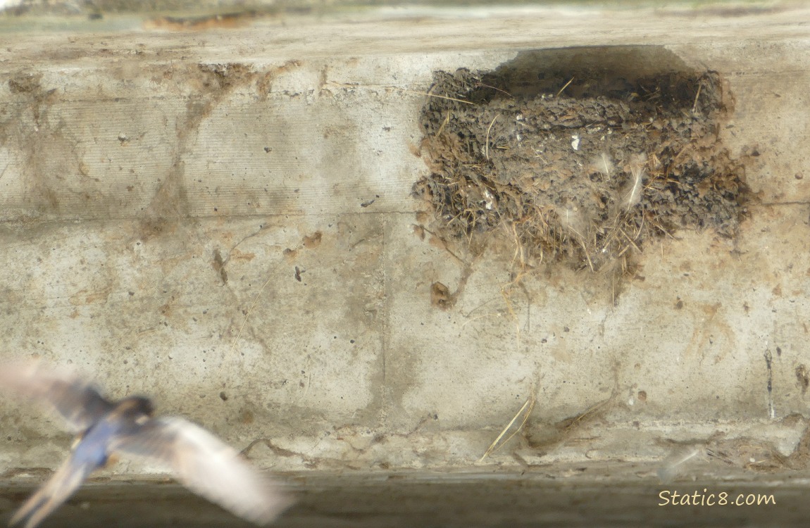 Barn Swallow parent flying to the nest