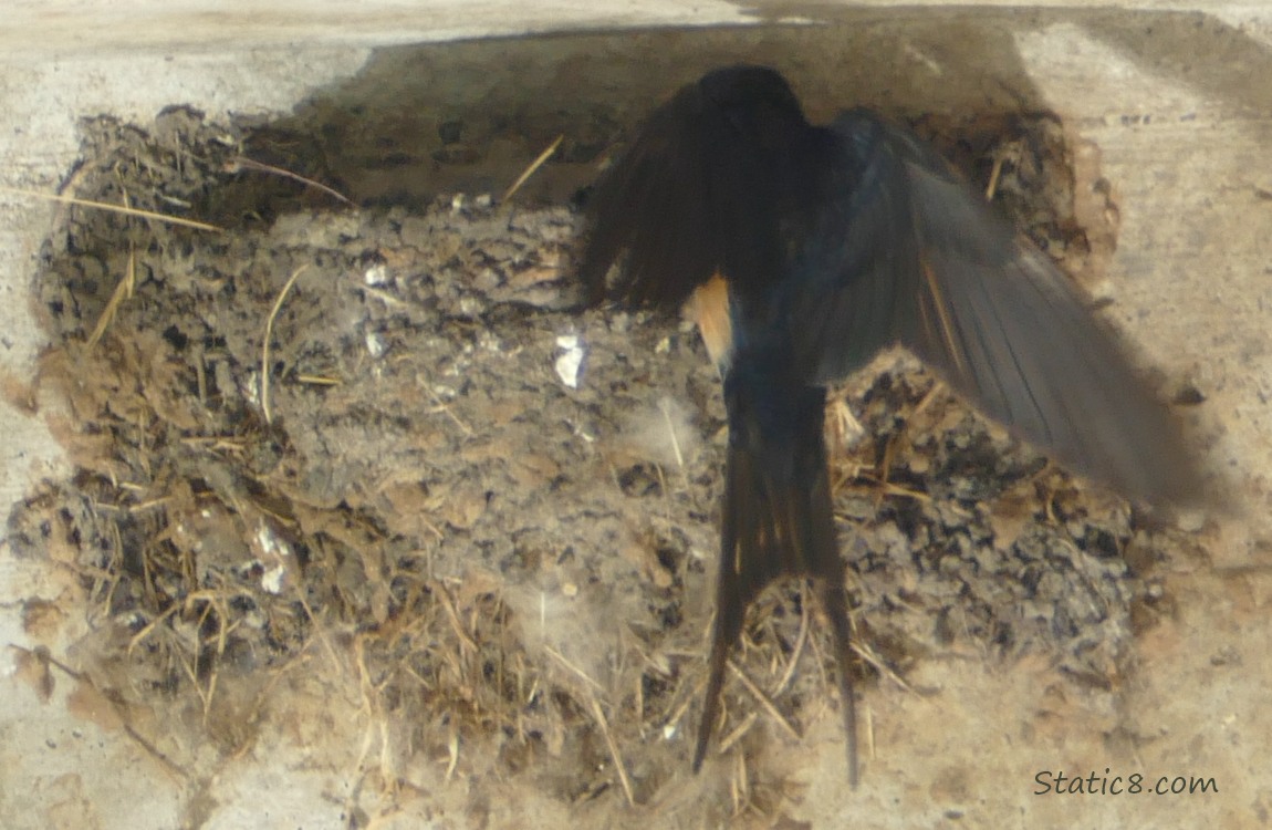 Barn Swallow standing on the edge of the nest