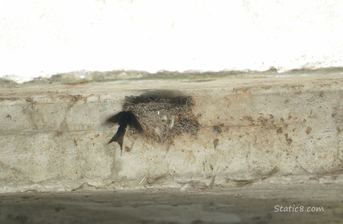 Barn Swallow parent flies in to the nest