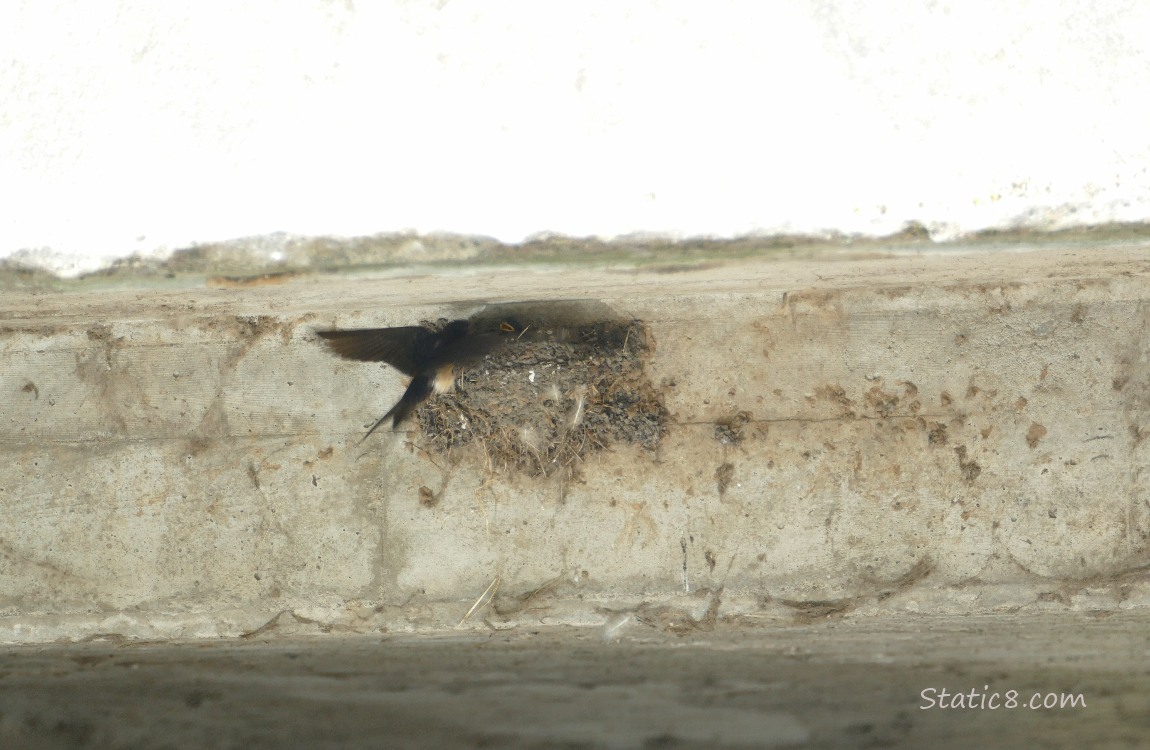 Barn Swallow parent flies in to the nest