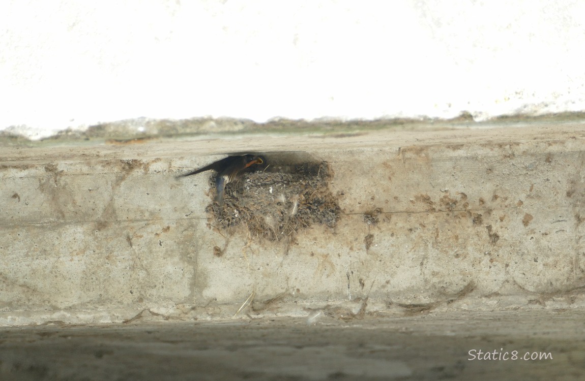 Barn Swallow parent flies in to the nest