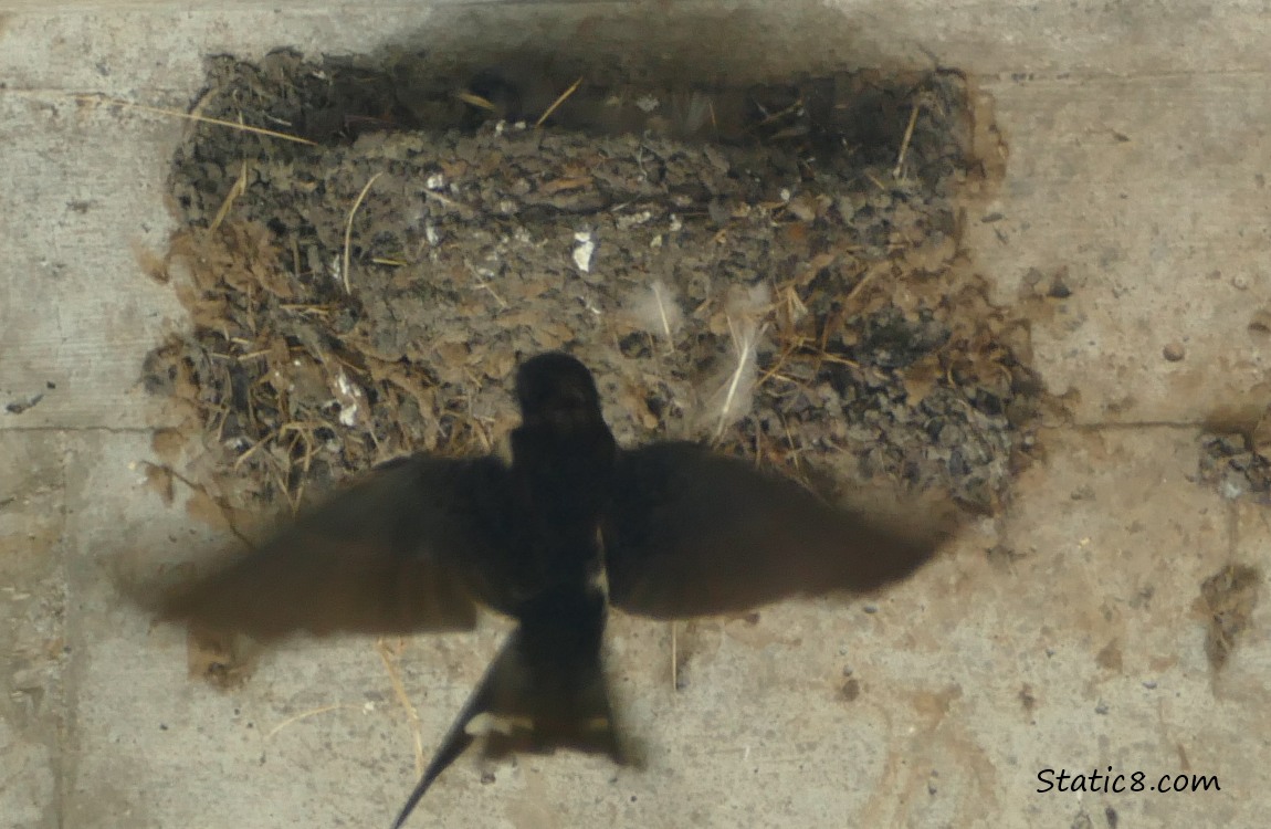 Barn Swallow parent flying toward the nest