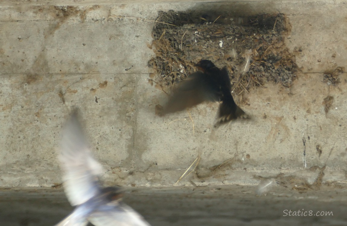 Two Barn Swallows flying around the nest