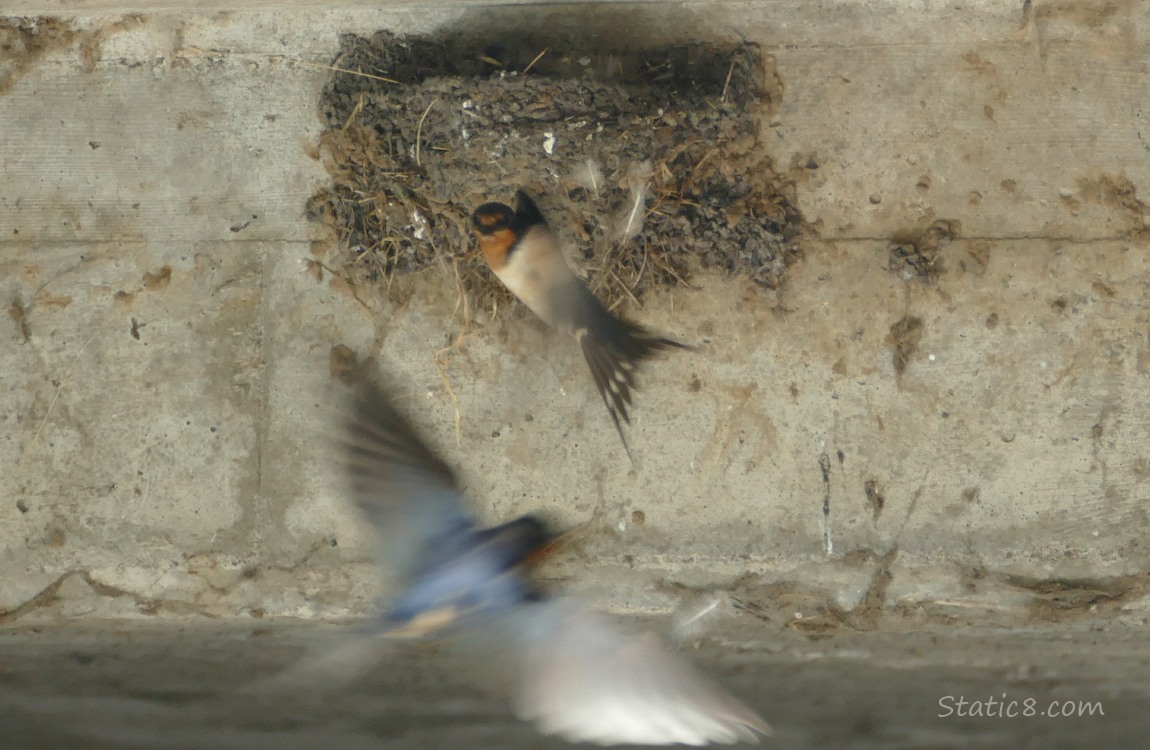 Two Barn Swallows flying around the nest