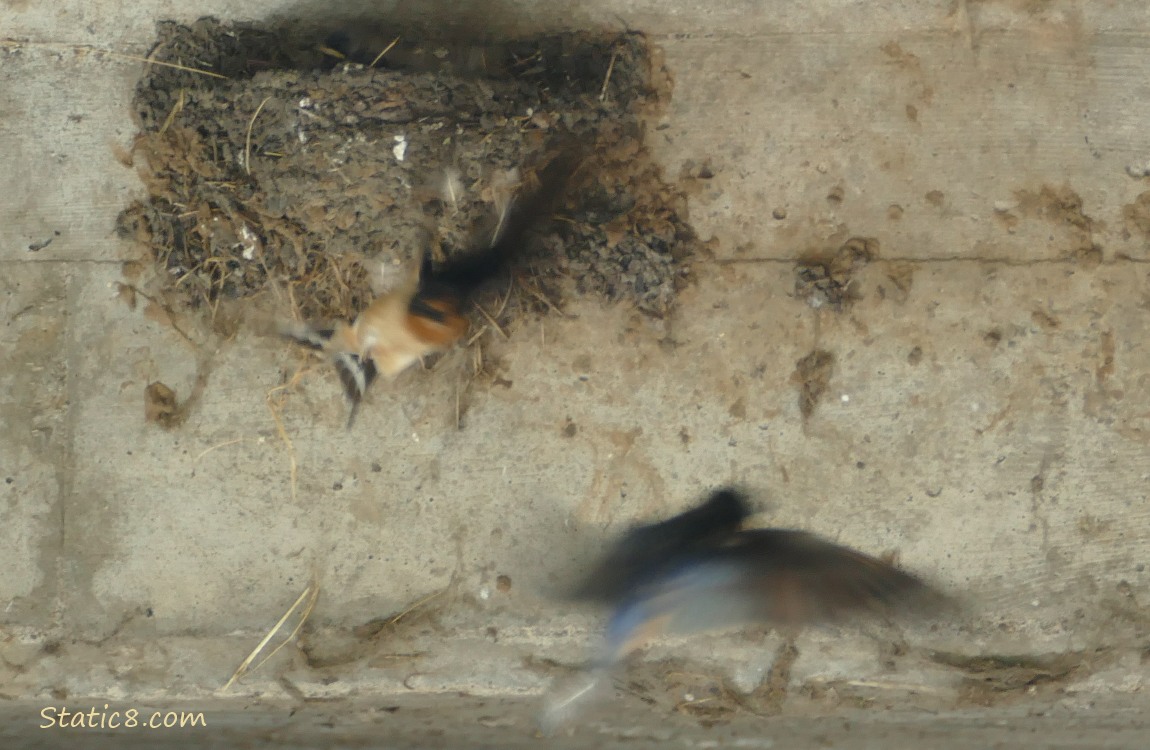 Two Barn Swallows flying around the nest