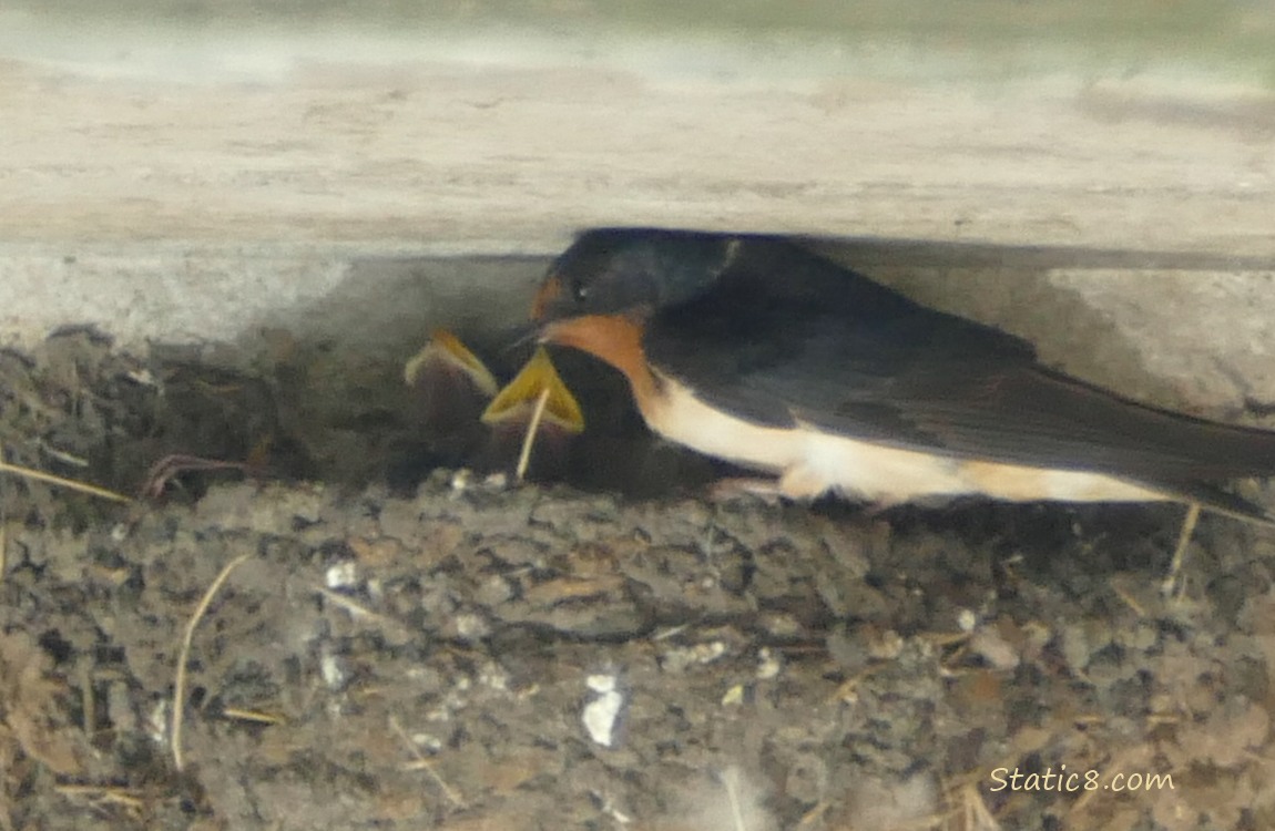 Barn Swallow parent standing at the edge of the nest with two babies in the nest