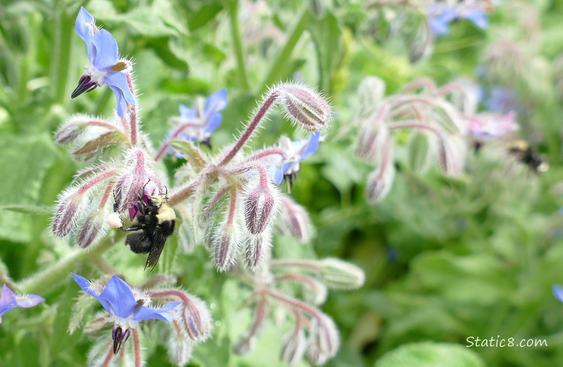 Bumblebees flying near Borage blooms