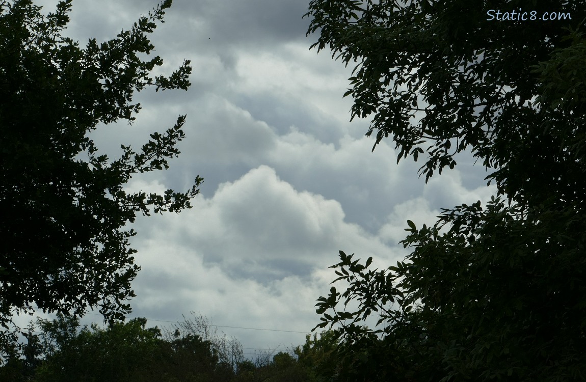 Clouds past the trees