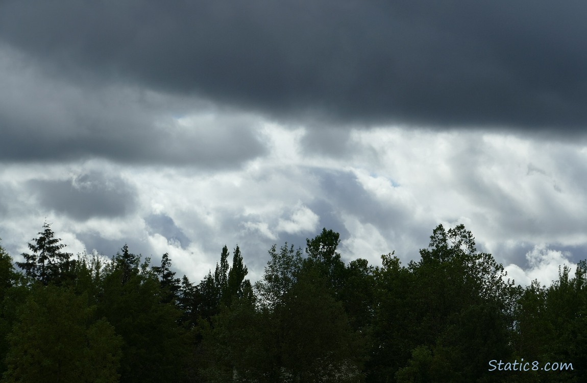 Clouds over the trees