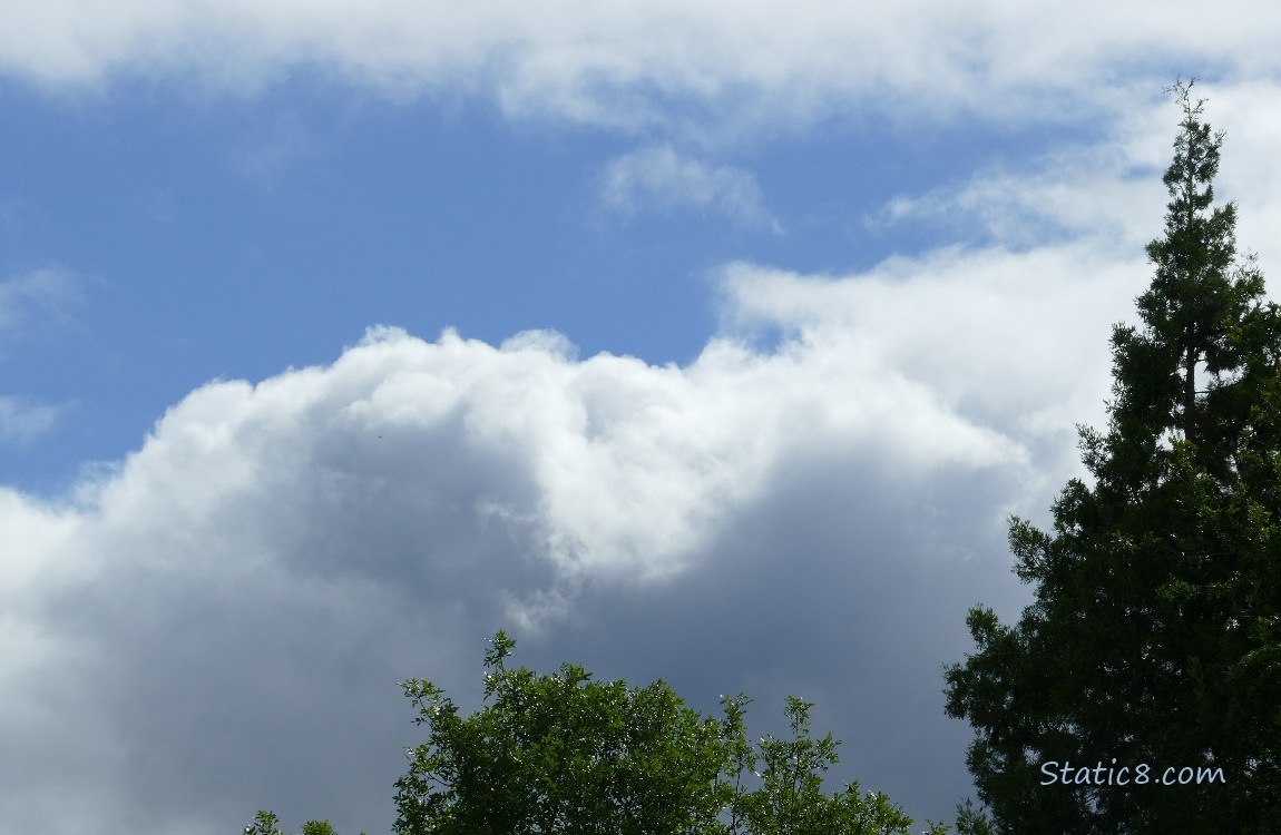 fluffy white clouds above the trees