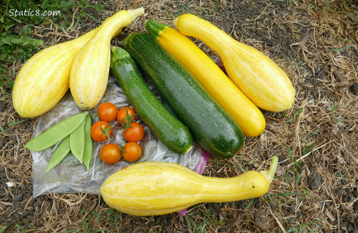 Harvested summer sqash laying on the ground