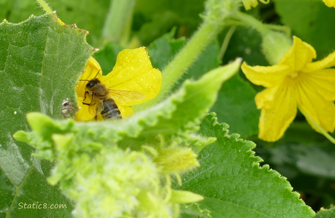 Honey Bee on a cucumber blossom