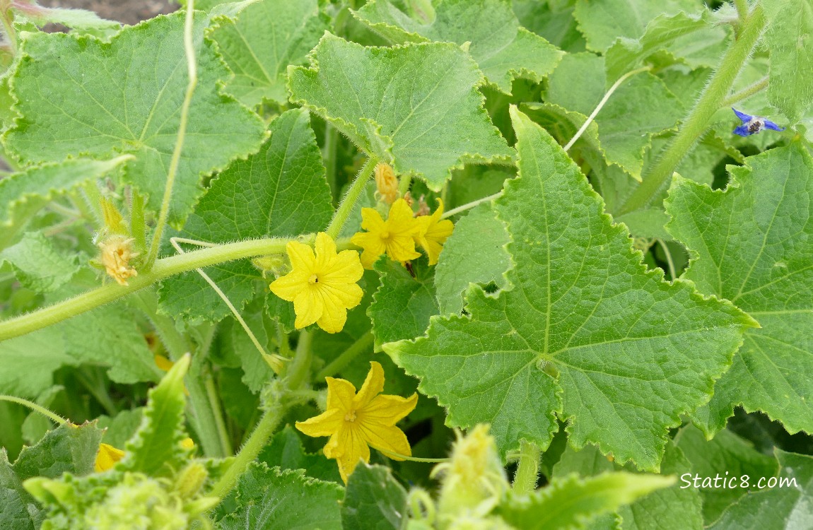 Cucumber blossoms